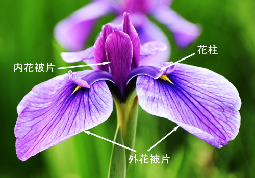 アヤメ科の花の構造