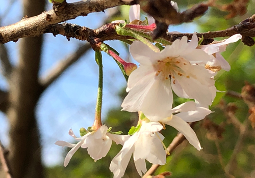 須磨離宮公園の十月桜