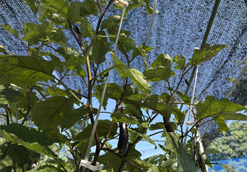 遮光ネットと植物