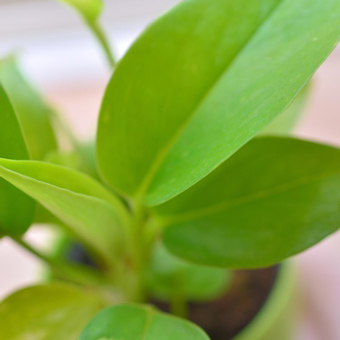 お部屋のインテリアやオフィスに最適な観葉植物50種の花言葉一覧 アトリエはなこ