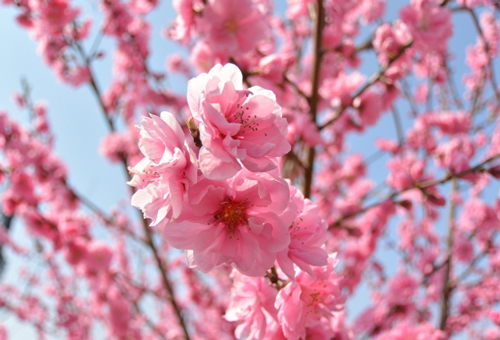桃谷駅のシンボルフラワーは桃の花